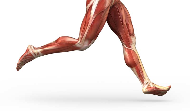 Leg Muscles Running