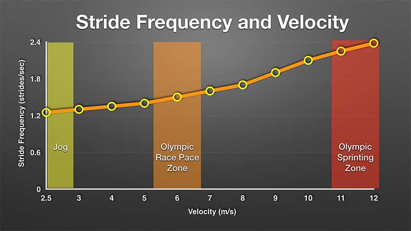 Stride Frequency and Velocity