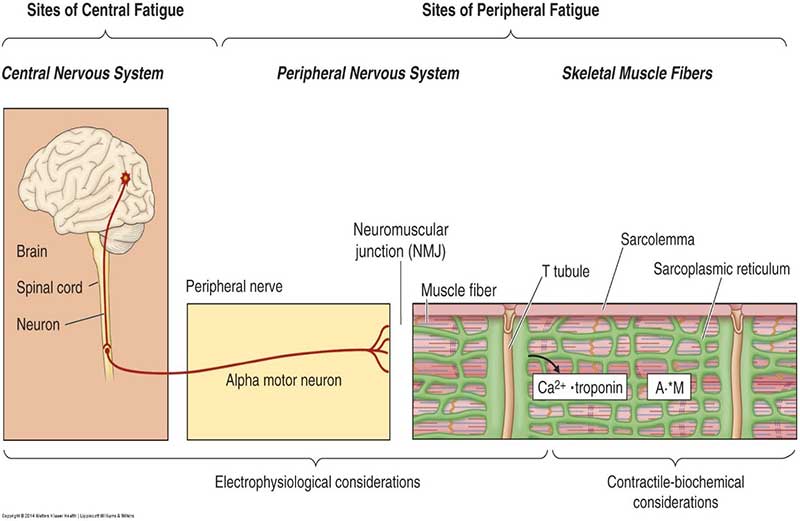 Central and Peripheral Fatigue
