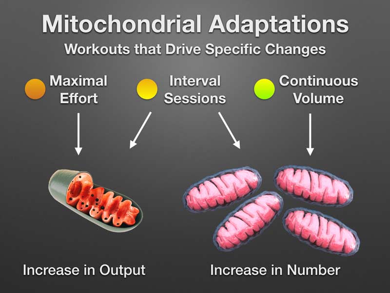 Mitochondrial Adaptations