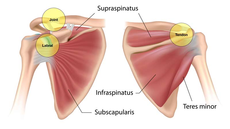 Shoulder Complex