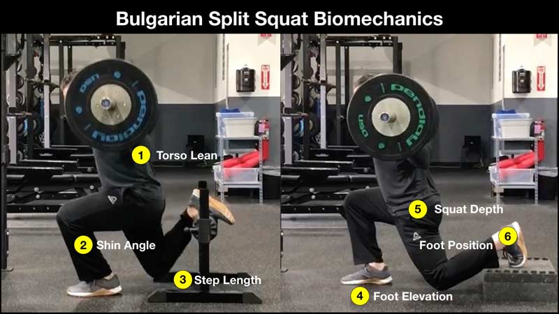 Bulgarian split squat biomechanics