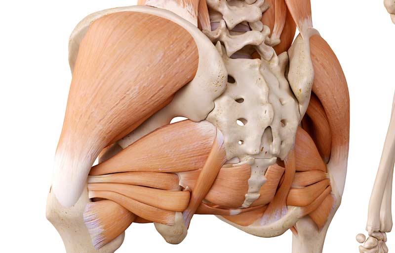Hip Joint Muscles