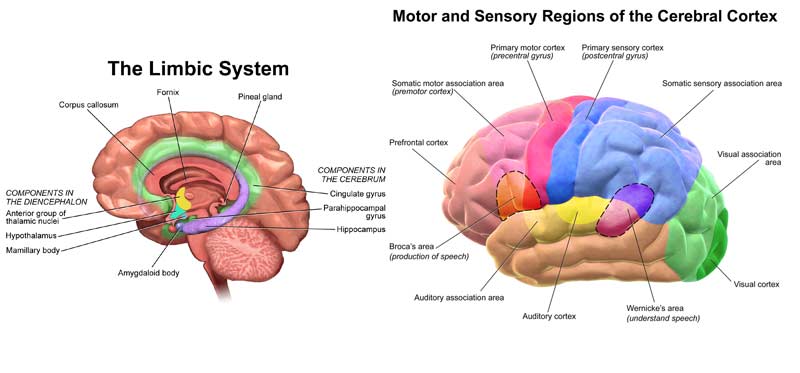 Limbic System and Cerebral Cortex