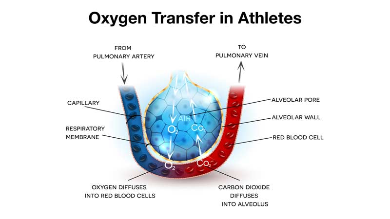 Oxygen Transfer