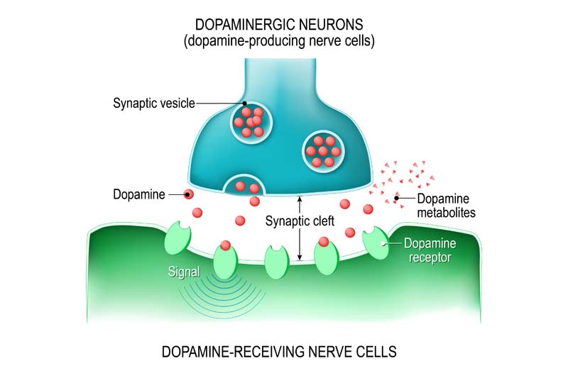 Dopamine Neurotransmitters