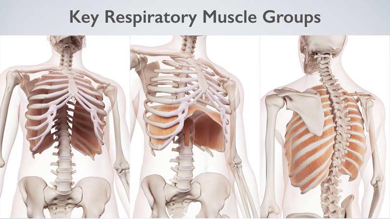 Key Respiratory Muscles