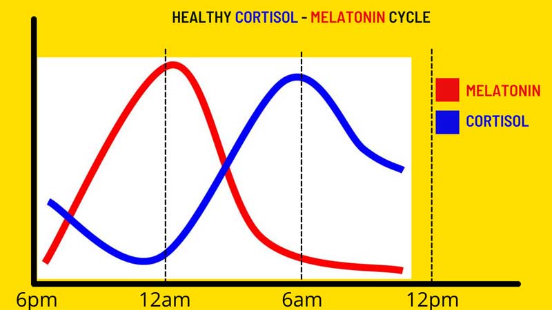Cortisol Melatonin Cycle