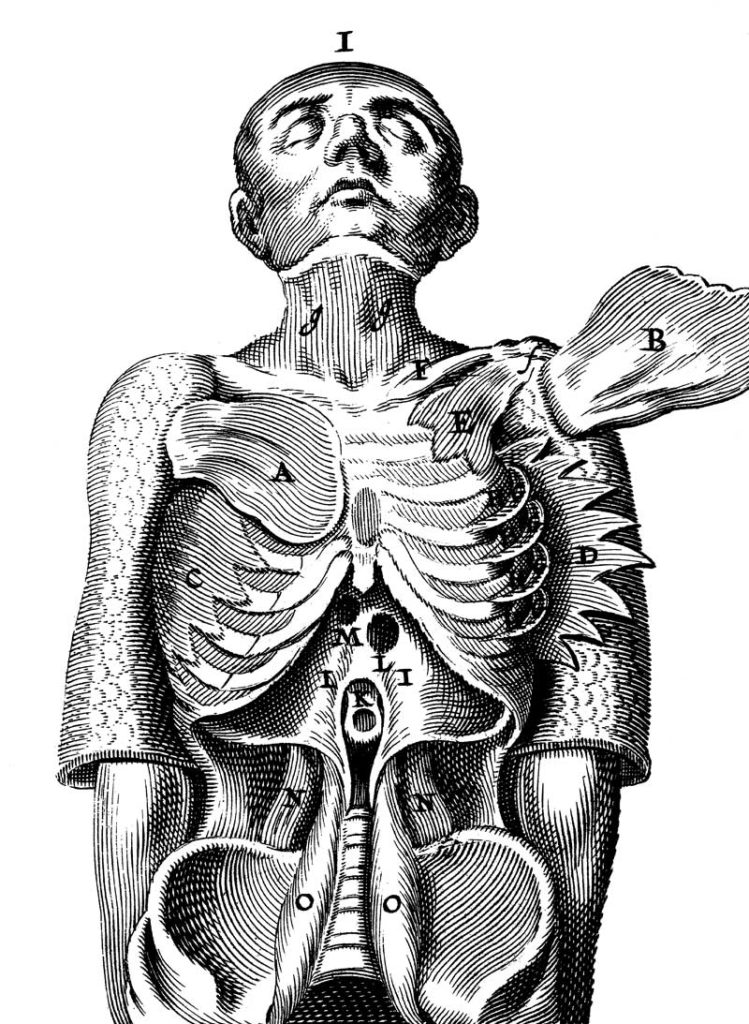 Breathing as a Skill: Teaching Breath Mechanics to Athletes Biology Diagrams