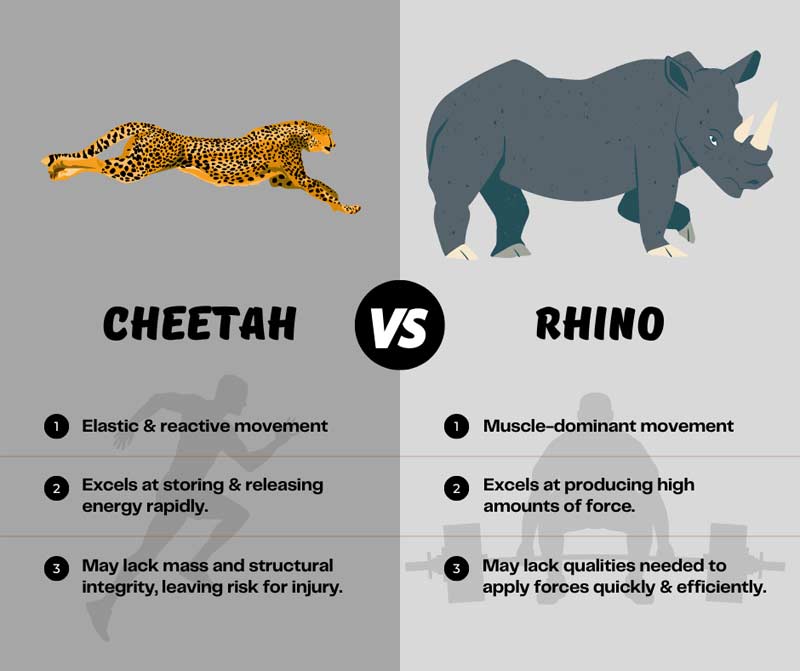 Chetah vs Rhino