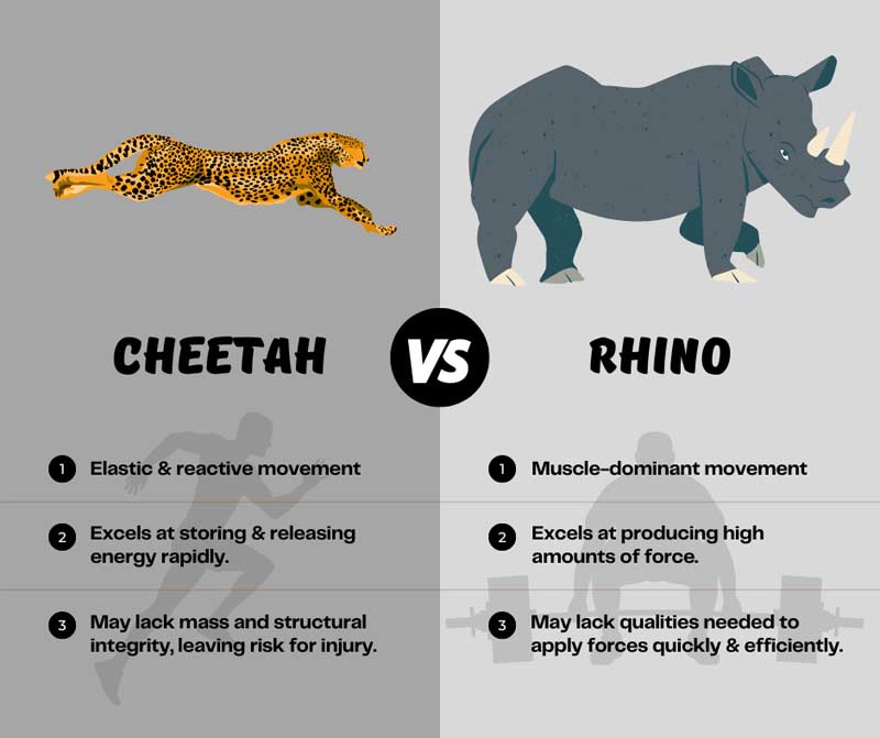 Chetah vs Rhino