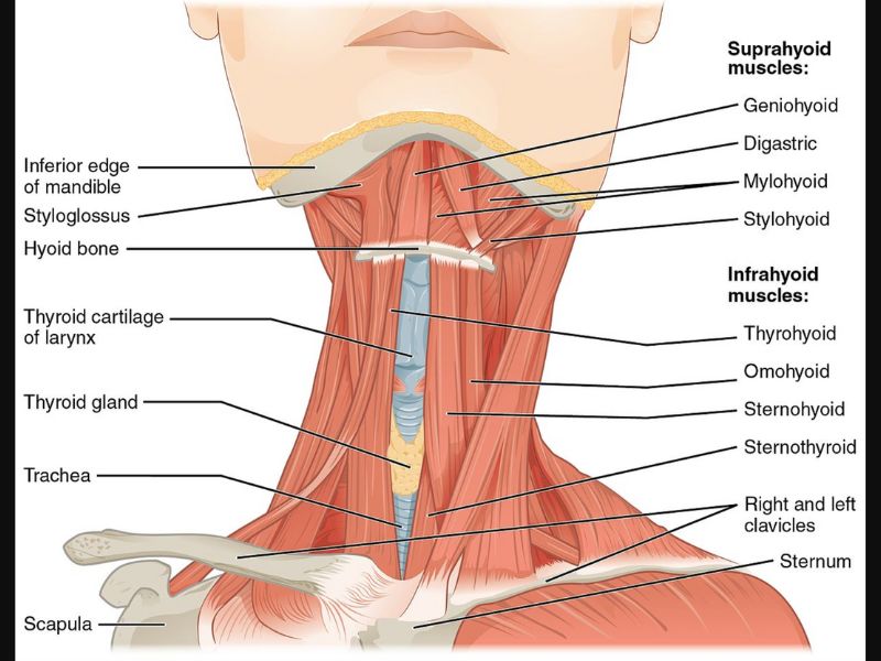 Neck Anatomy