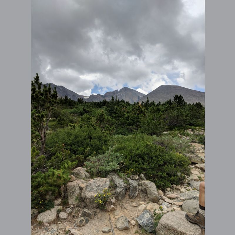Tree Line