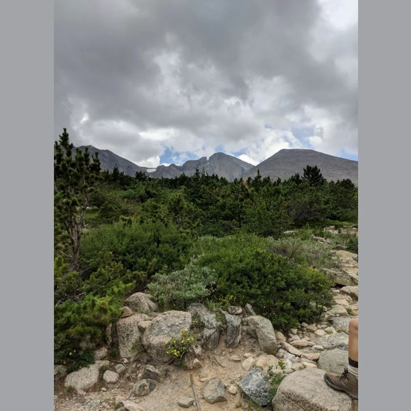 Tree Line