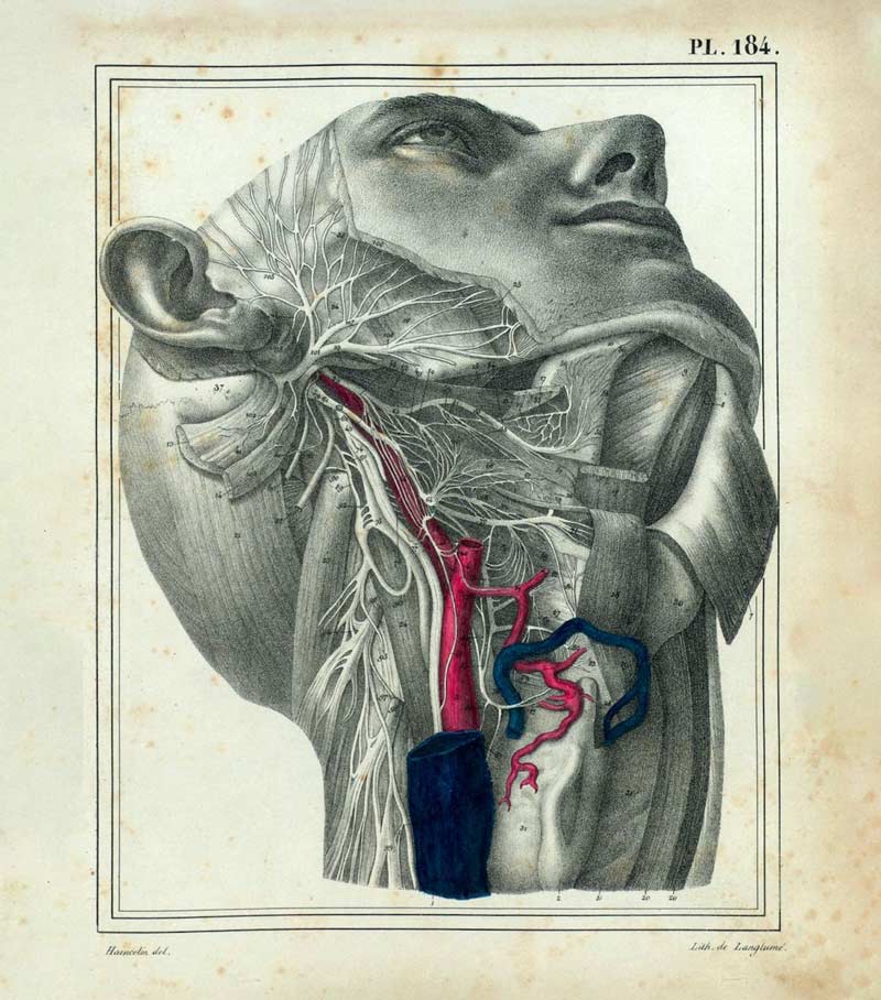 Carotid