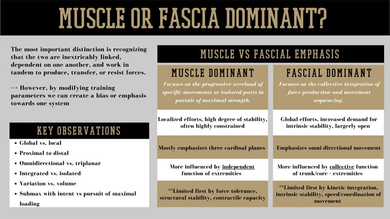 Fascia Or Muscle