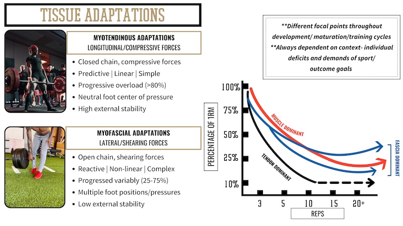 Tissue Adaptations