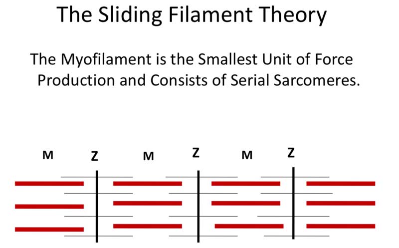 Sliding Filament