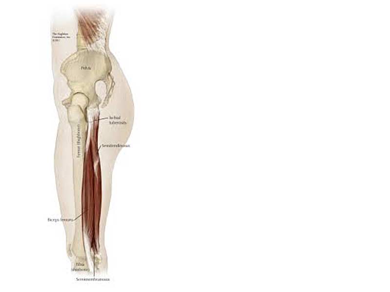 Hip Anatomy