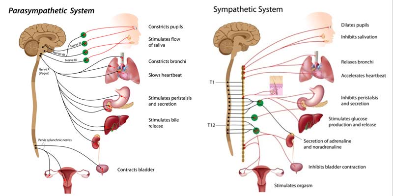 Autonomic Nervous System