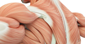 Back Muscles
