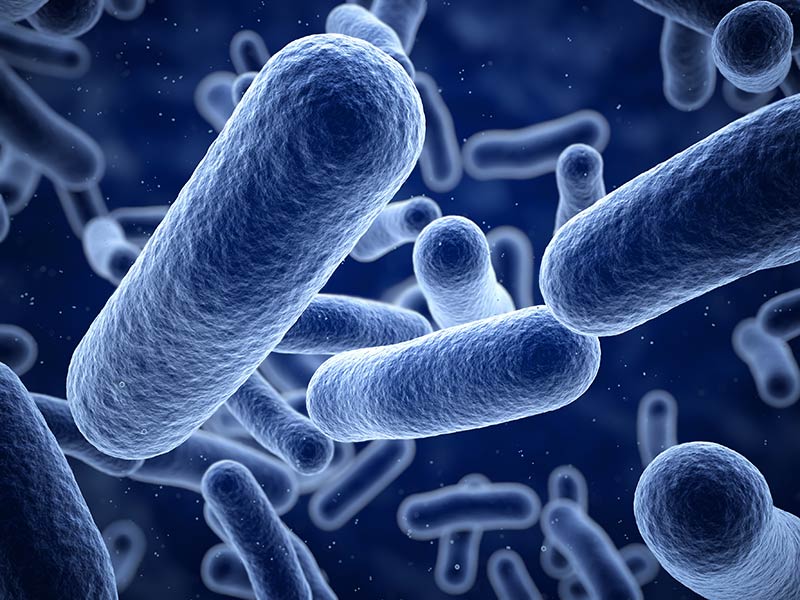 Gut Bacteria