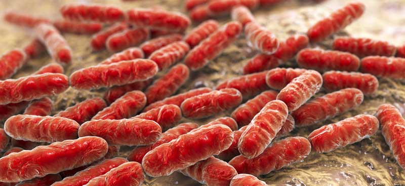 Bacteria