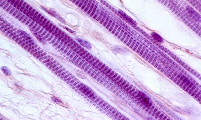 Beta-Alanine Muscle Physiology