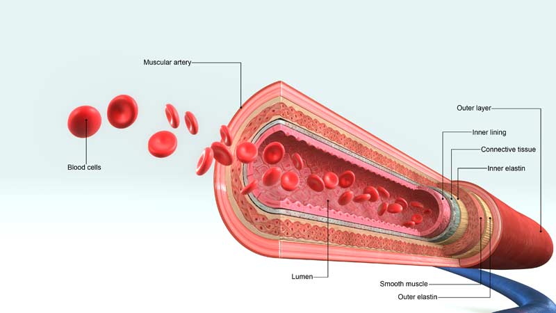Blood Flow