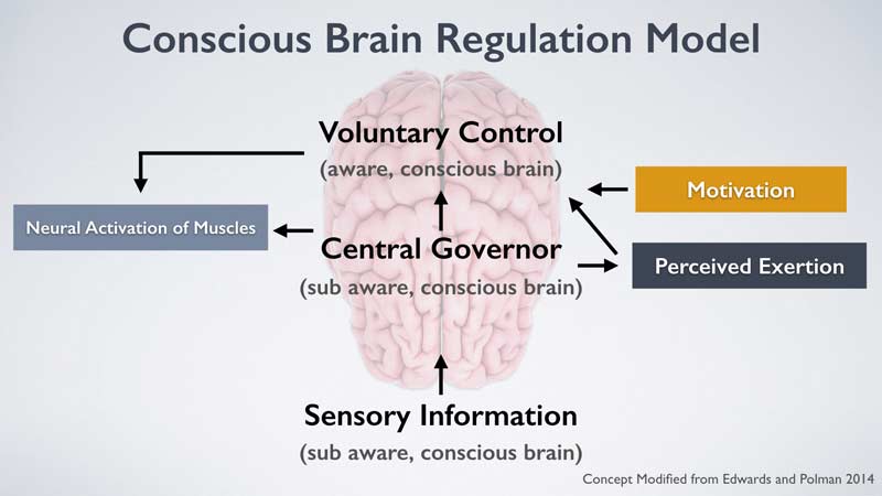 Brain Pacing