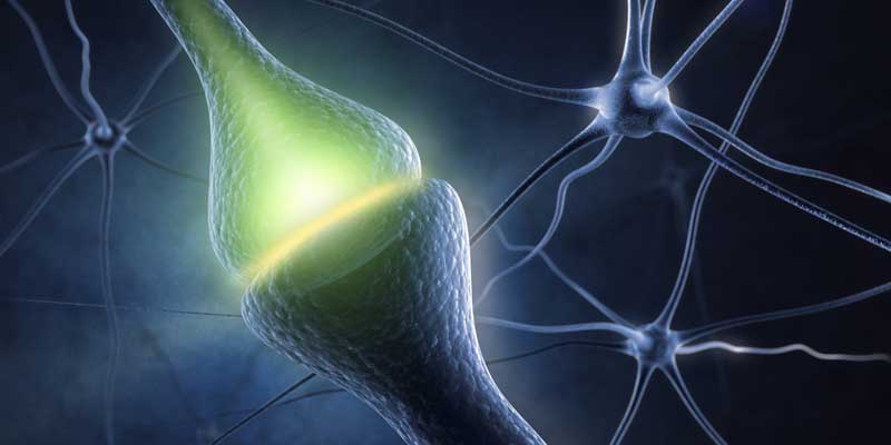 Central Nervous System