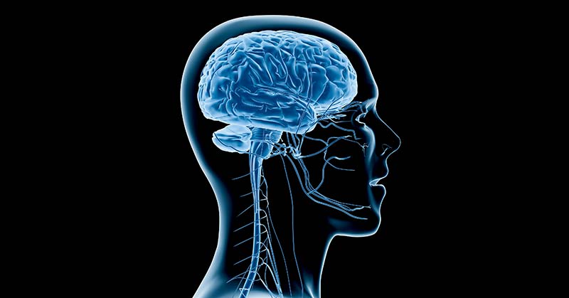 Central Nervous System|The Brain Always Wins