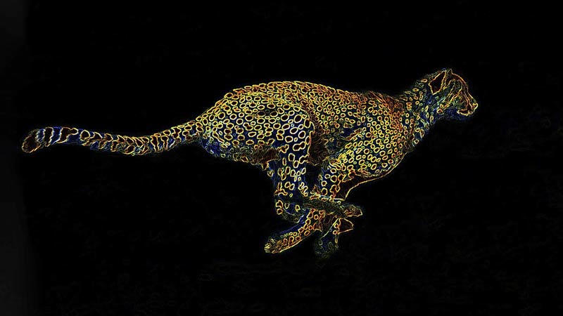 Cheetah Running Fast|MBumba the Dog|A person wearing a blue shirt