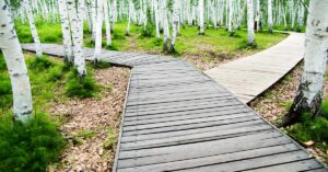 Choose Your Path