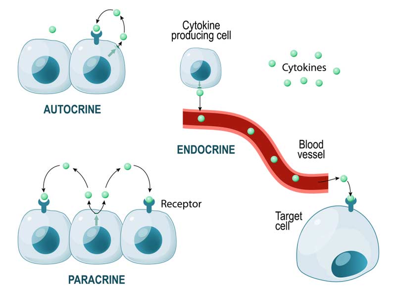 Cytokine