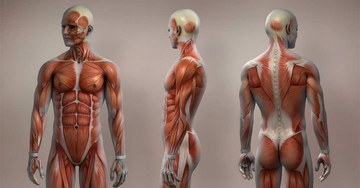 Dead Guy Anatomy