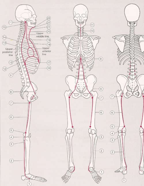 Deep Front Line Fascia