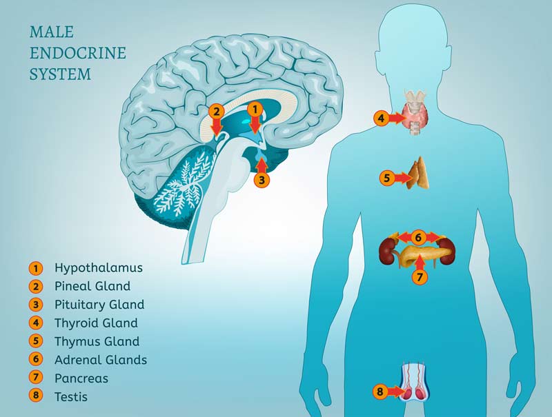 Endocrine System