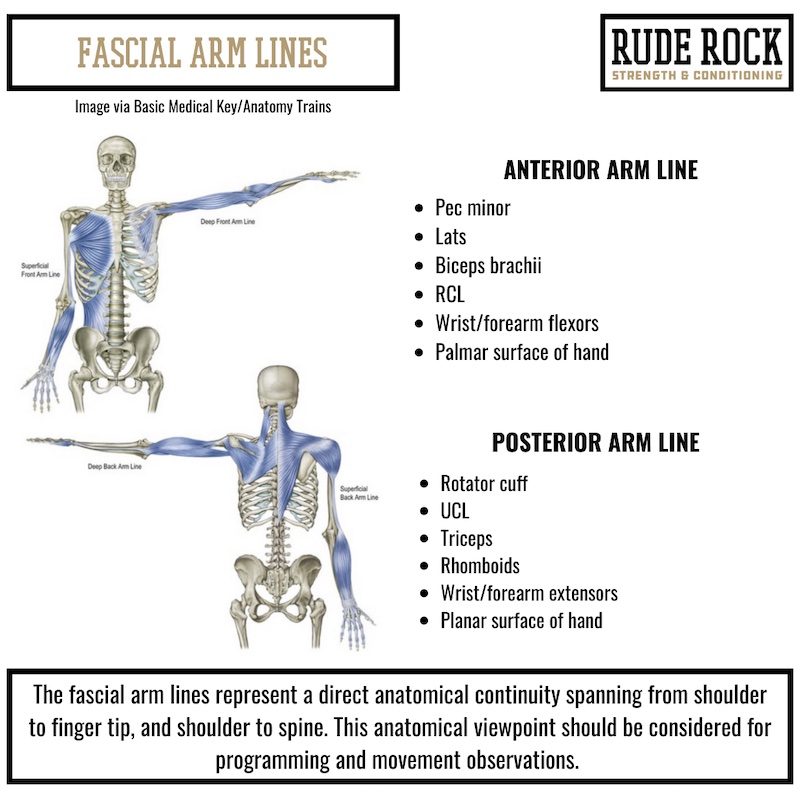 Fascial Arm Lines
