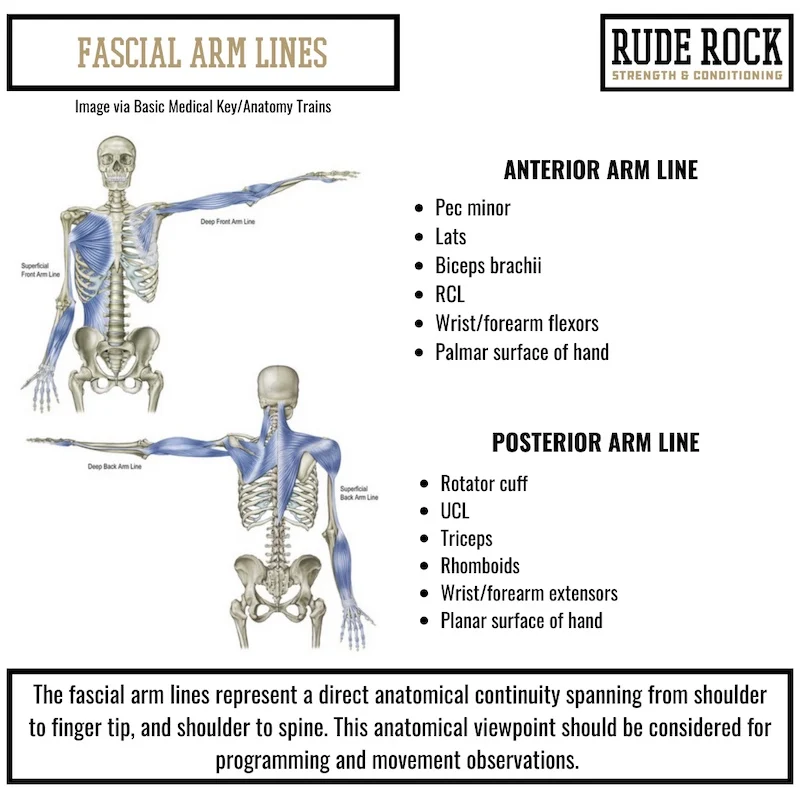 Fascial Arm Lines