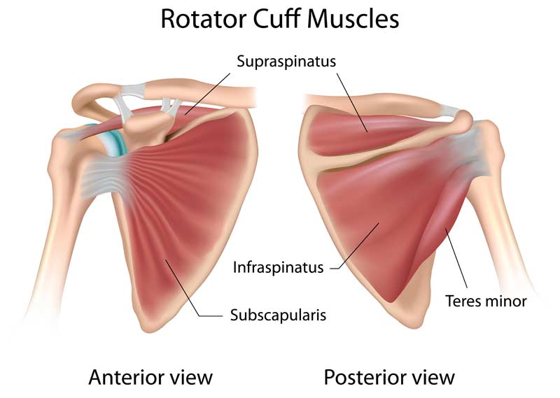 Rotator Cuff