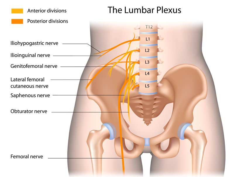 Lumbar Plexus