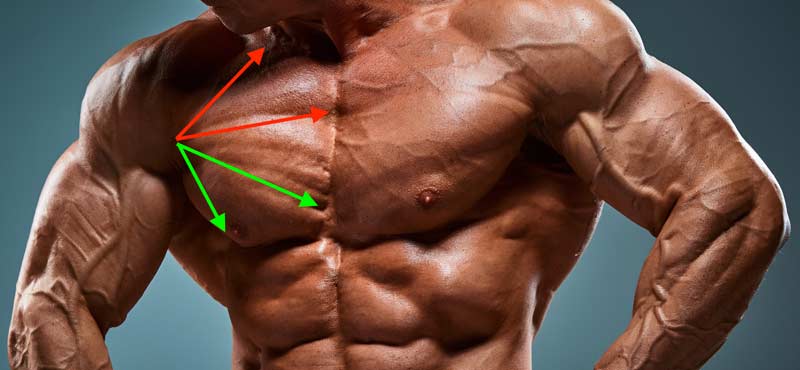 Muscle Man