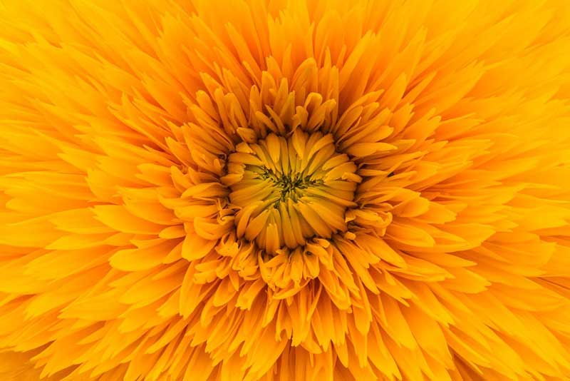 Flower Petals