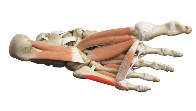 Foot Anatomy