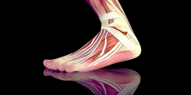Foot Mechanics