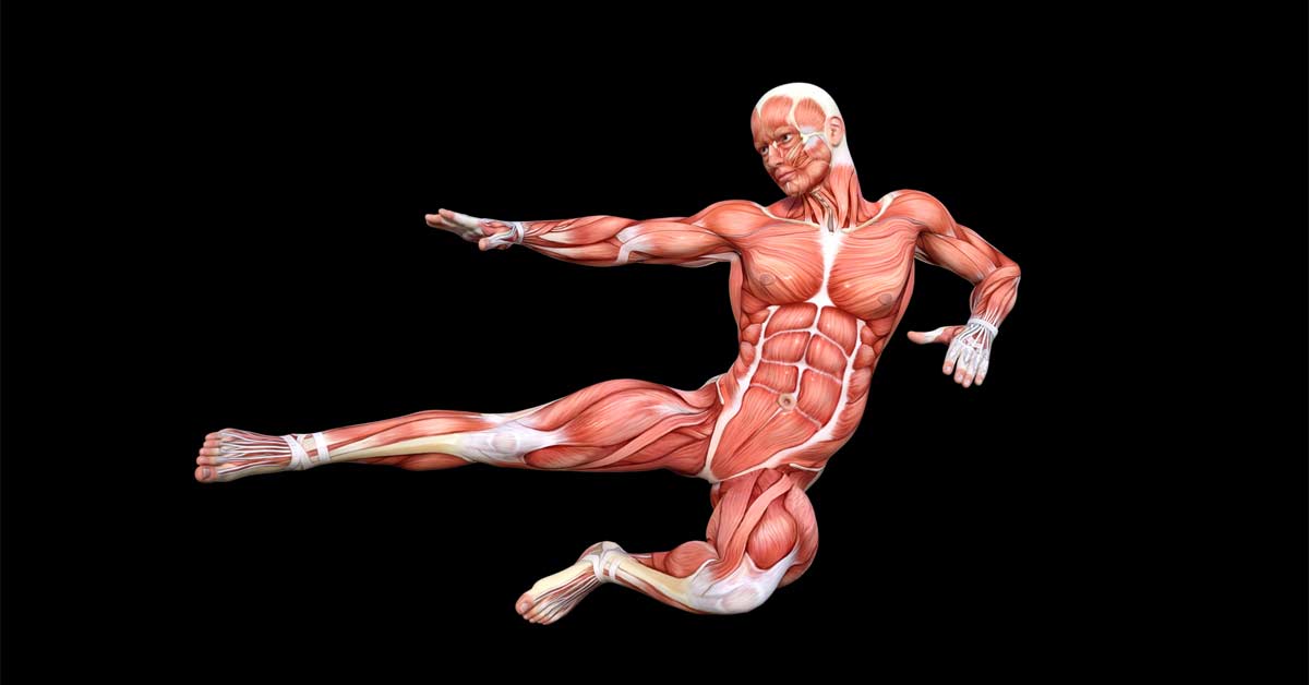 Galpin Anatomy