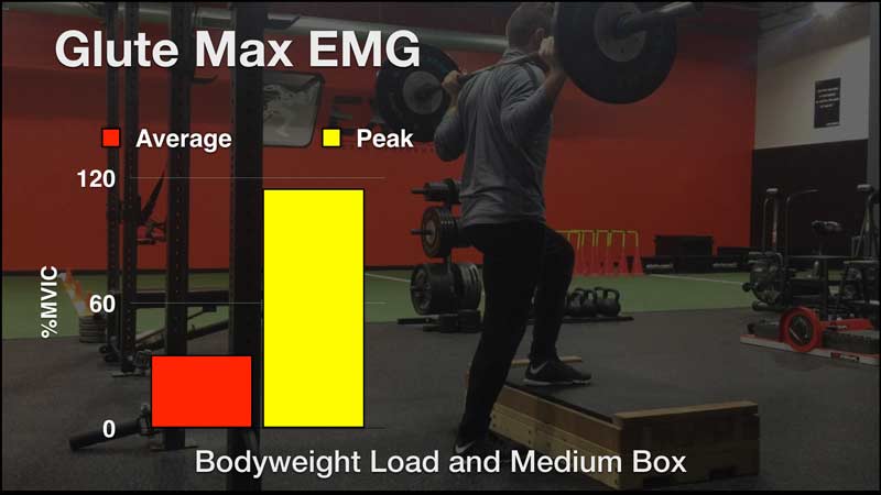 Glute Max Chart
