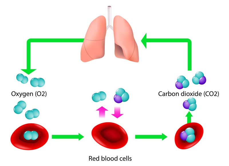 Good Blood Oxygen Transfer