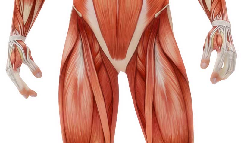 Groin Muscle Diagram